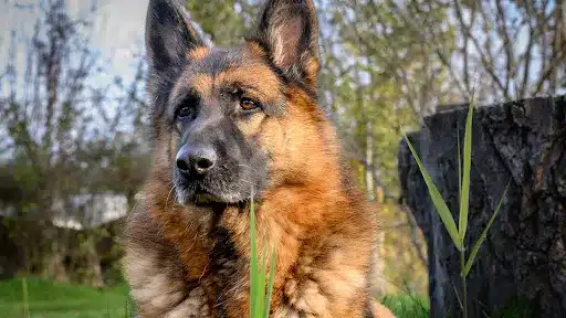 German Shepherd - how to deal properly with a dog bite in USA